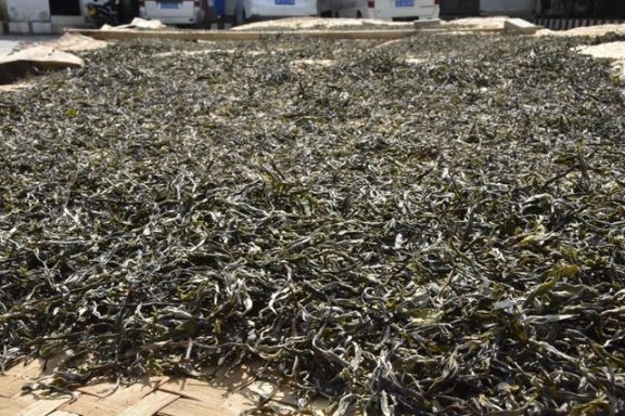 Puer Tea Raw Material Selection Methods