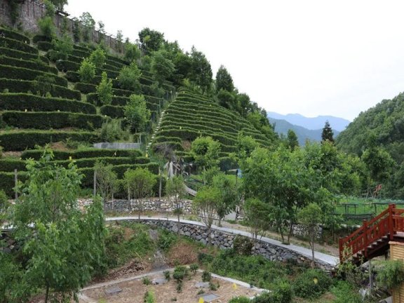 Cloudy Mist Chrysanthemum Tea Production Technique