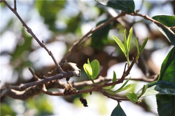 Brewing Methods for Pu’er Spring Tea and Precautions for Brewing Spring Tea