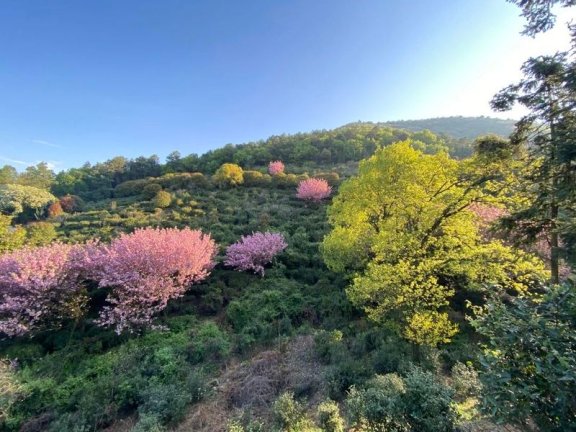 Processing Technology: The Manufacturing Process and Key Points of Dongting Mountain Biluochun Tea from Suzhou