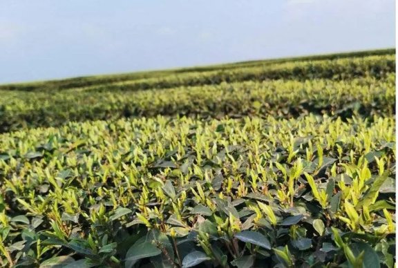 Pingshan County’s Longhua Town, Yibin City: Concentrating on the “Three Ends and Three Transformations” to Solidify the “Tea Story,” Paving the “Path to Prosperity” for Agricultural Income Growth