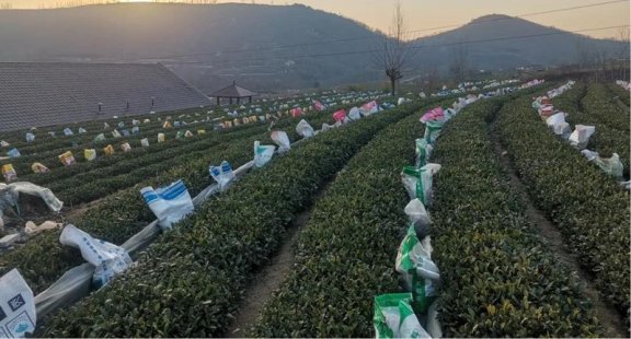 Rizhao City: Technical Guidance for Tea Gardens Dealing with Extreme Weather