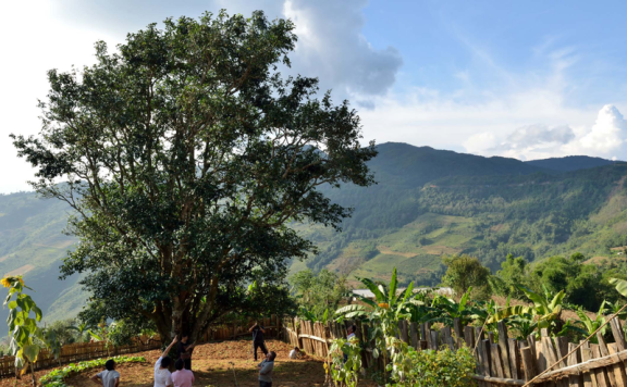 Bangwei Ancient Tea Tree: A Transitional Type Between Primitive Wild and Cultivated Tea Trees