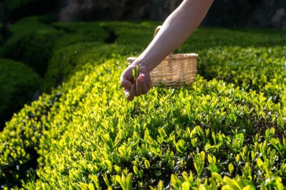 Pre-Ming Tea is as Precious as Gold, but Do You Know How to Enjoy It?