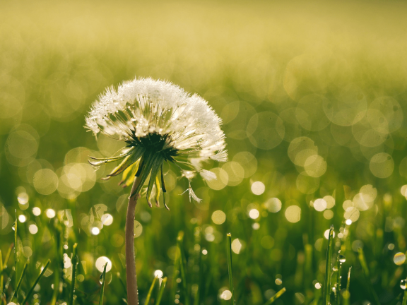 How to Prepare Dandelion Root Tea?