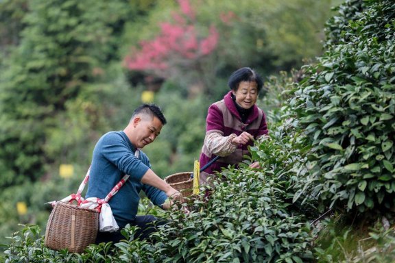 Huangshan Maofeng Tea Price per Pound: Unveiling the Pricing Secrets!