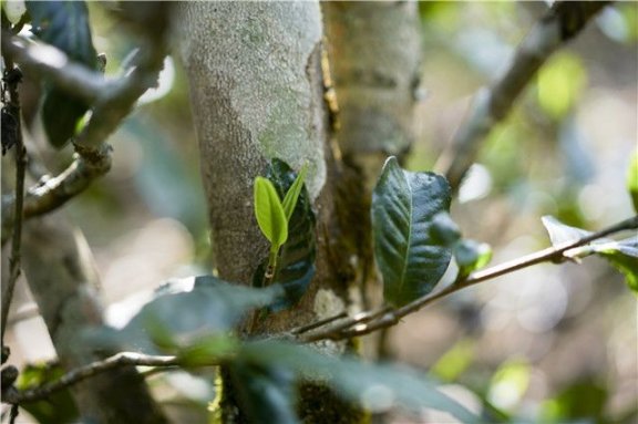 What is Ming-Qian Spring Tea?