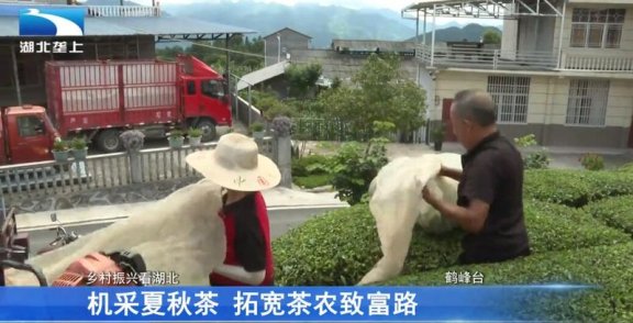 Enshi Prefecture’s Mechanized Summer and Autumn Tea Harvest Paves a Path to Prosperity for Tea Farmers