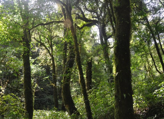 Jiujia, the Tea King’s Secret Garden