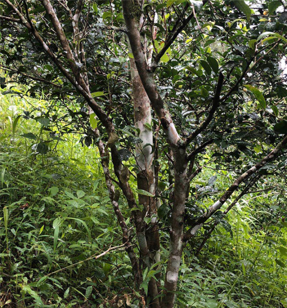 Characteristics of the Ancient Tea Trees in Baihua Tan