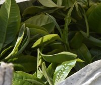 The Production Process of Sun-Dried Green Maocha