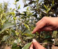 Puer Ning’er: Empowering Tea Culture Inheritance and Development with Intangible Cultural Heritage Techniques