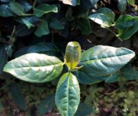 Growing and Processing of Anxi Tieguanyin