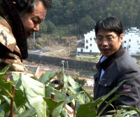 High Mountain Tea Gardens in Huangshan District Welcome On-site Guidance from Tea Professors!