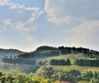 In Search of Tea in Changning: Spring Arrives and the Tea in Nino Is Fragrant