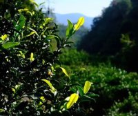 What is Wuyi Caicha?