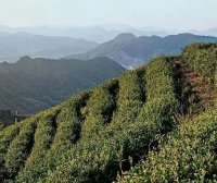 What is Wenshan Baozhong Tea?