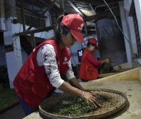 The Process of Kneading in Pu’er Tea