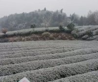 Measures for Guizhou Tea Industry to Cope with Low Temperatures, Snow, and Freezing Rain