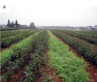 Intercropping Winter Green Manure in Tea Gardens