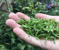 Price of West Lake Longjing Spring Tea 2024 per Pound