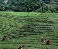 Hubei Tea: Baokang Songzhen (Pine Needle)