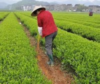 Scientific Fertilization for Green, High-Yield, and Efficient Tea Production