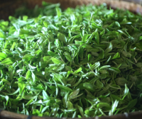 Guipa Tea, a Characteristic Agricultural Product of Guangxi