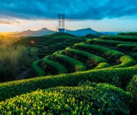 Wenzhou Morning Tea —— Three-Cup Aroma Tea from Taishun