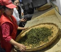 Purpose of Puer Tea Rolling