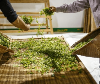 Wilting Process: A Key Step in Tea Production