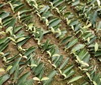 Albino Tea Cutting Propagation Techniques, Save for Later!