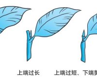 Q&A on Scientific Planting: How to Perform Tea Tree Cuttings?