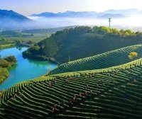 Changdian Village: Village-level Consultations Yield Tea Industry Growth