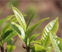 Puer Tea “Pure Material”: Is It Really Pure?