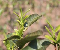 Spring Tea or Autumn Tea: Which is Better?