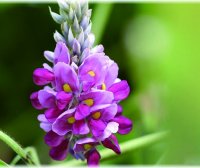 Kudzu Flower Tea: Its Benefits and Brewing Method, a Natural Beverage to Revitalize You