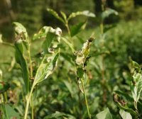 Controlling Tea Tree Pests and Diseases in an Environmentally Friendly Way: Reliable!