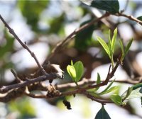 What is Spring Tea? What are the Benefits of Spring Tea? How to Identify Spring Tea?