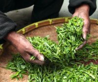 Is Mengding Ganlu a type of green tea?