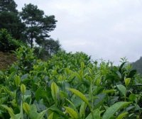 China’s Douyun Maojian Tea: History, Culture, and Modern Value