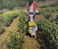 Albino Tea Garden Cultivation and Soil Management Techniques