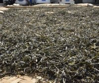 Puer Tea Raw Material Selection Methods