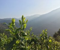 Pu’er Tea Production: The Metamorphosis of a Single Leaf