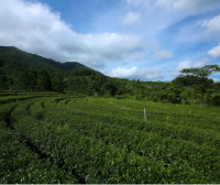 Eco-Farming Yields Rich Tea Aroma! Savor the Scents, Encounter the “ShenZhen Quality” Tea on High Mountains