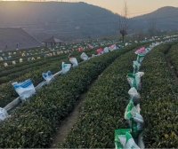 Rizhao City: Technical Guidance for Tea Gardens Dealing with Extreme Weather