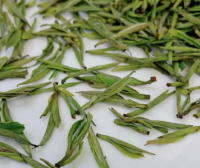 Can Green Tea Be Used for Kung Fu Tea Brewing?