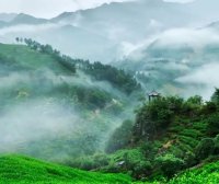 Suxianshi Township: Leading with Party Building for a Fragrant Tea Industry—Vitalizing the “Tea Story” of the Local Economy