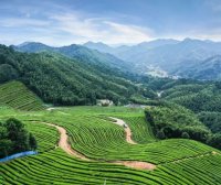 Anhua Black Tea and Simao Pu’er: Twin Teas from the Golden Tea Belt at 30° North Latitude