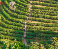 Wuzhishan, Hainan: Green Mountains and Clear Waters Nurture “Golden Leaves”